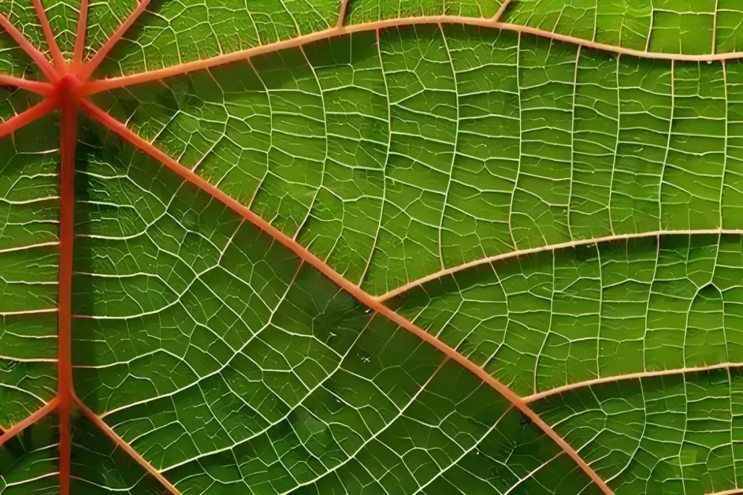 65 65